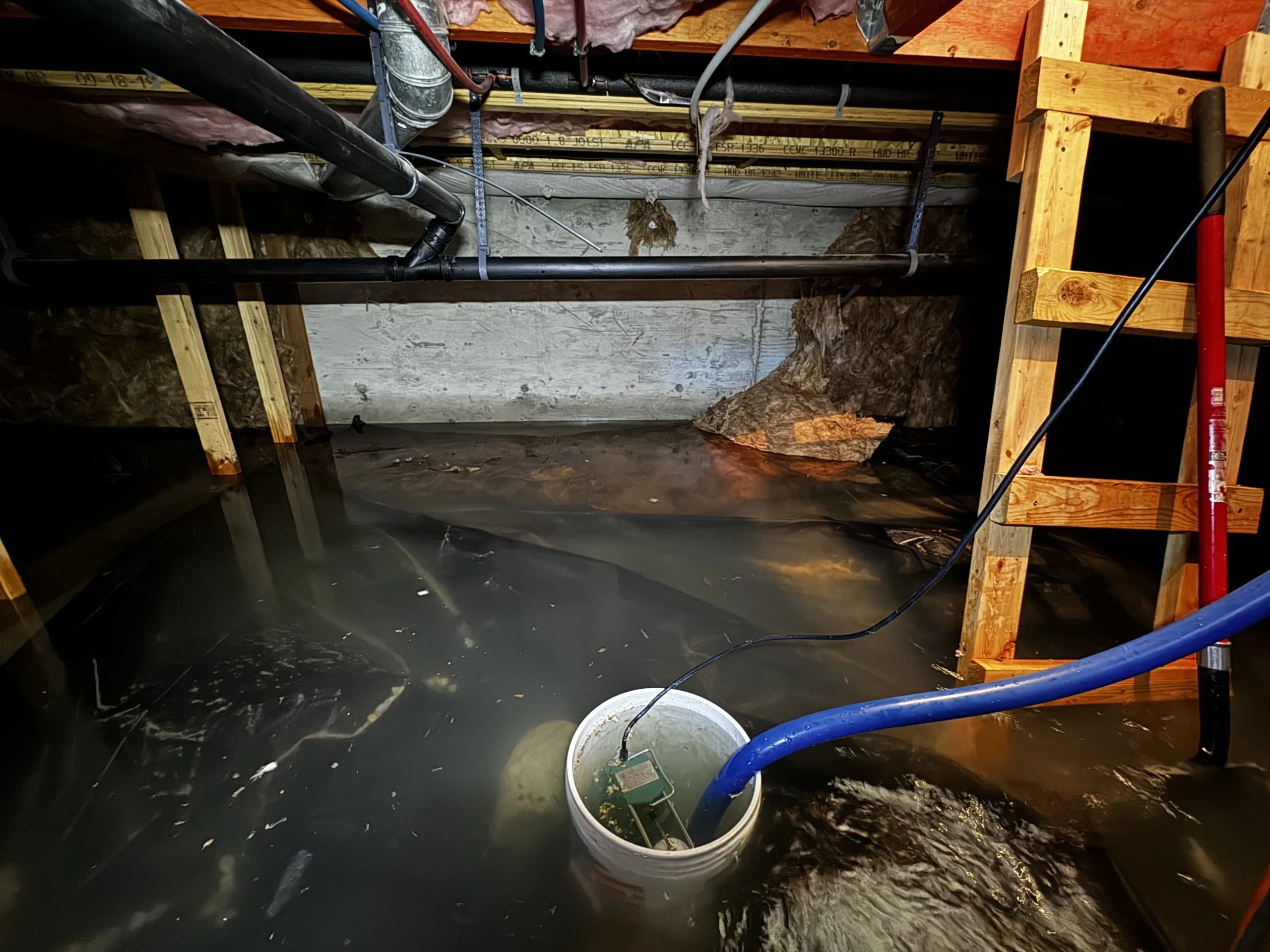 Professional carpet cleaning service